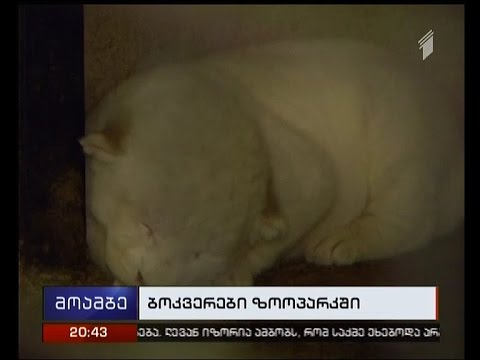 თეთრი ლომის  სამი ბოკვერი - თბილისის ზოოპარკს  ახალი ბინადრები ჰყავს