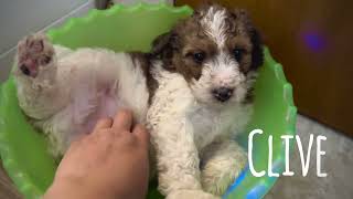 Introducing 10 Bernedoodle Puppies - Spring 2023 Litter by Regency Doodles 179 views 10 months ago 2 minutes, 42 seconds