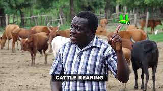 AYEKOO: Cattle Rearing In Ghana