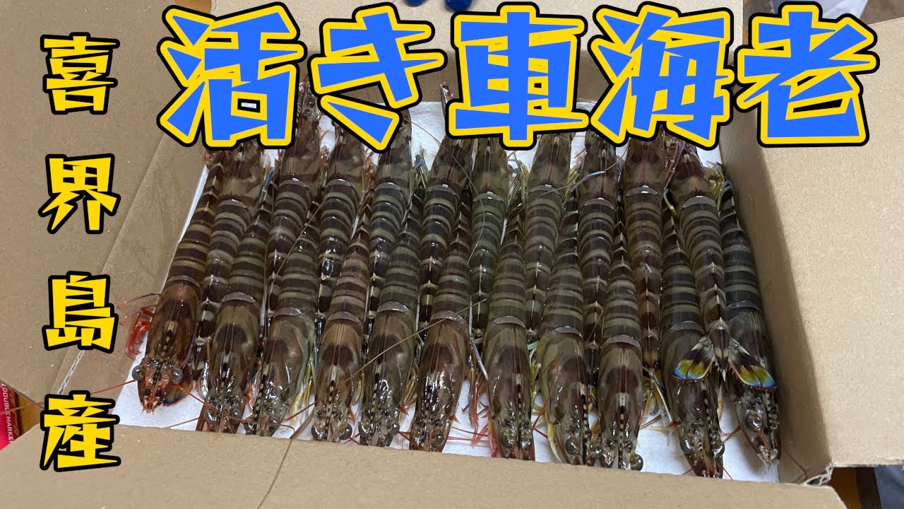 ミネックス】高級車海老養殖場に潜入！【喜界島】 - YouTube