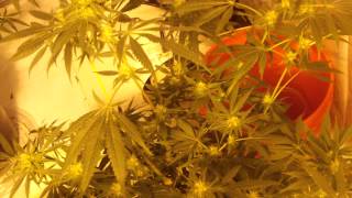 Flower 34 days Take 2