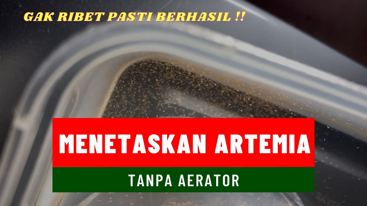 GAMPANG Menetaskan Artemia Tanpa Aerator - bettacoepank