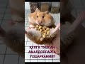 АМАЛДОРЛАР ҚЎЛГА ТУШГАНДА