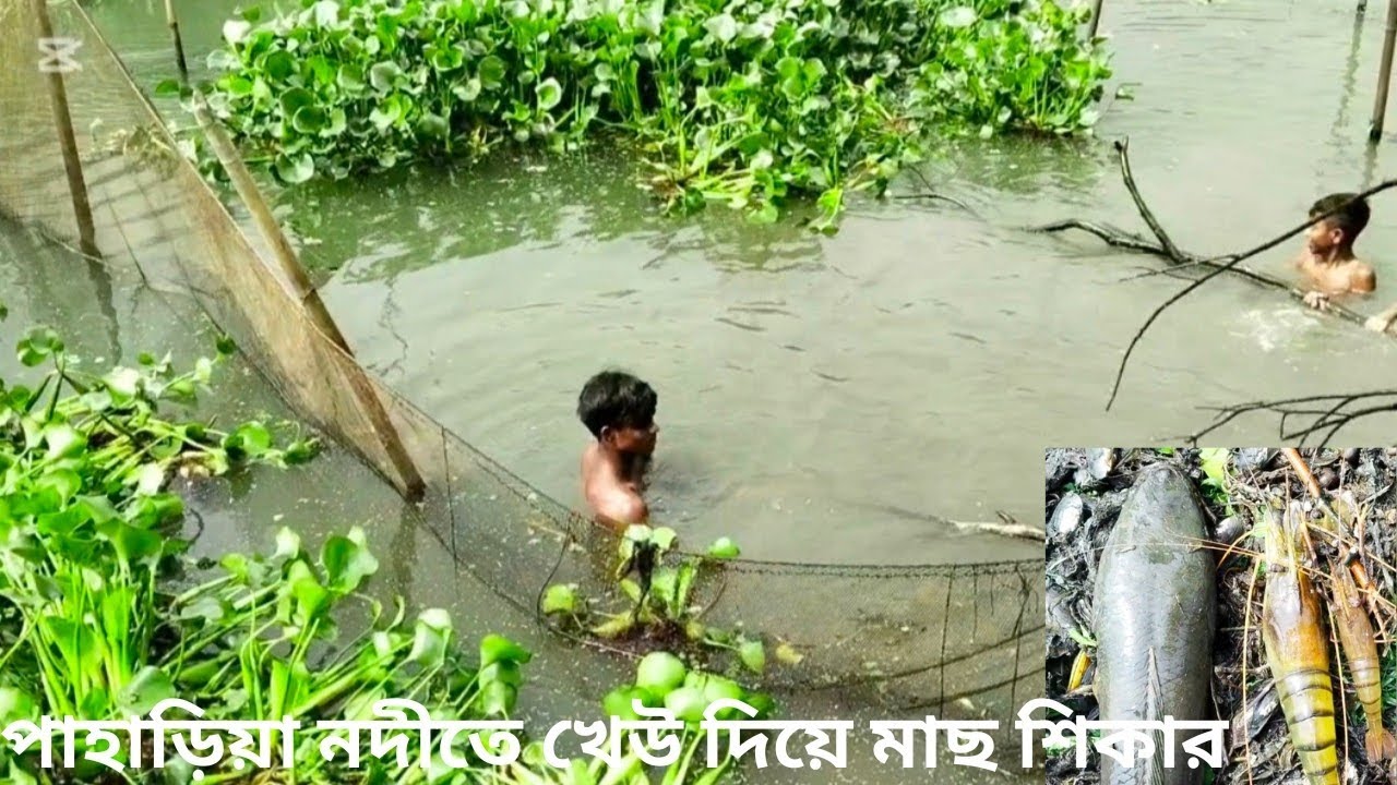 পাহাড়িয়া নদীতে খেউয়ে মাছ শিকার পর্ব-০২নদীতে খাডাল থেকে মাছ ধরার ভিডিও River fishing by net #চিংড়ি