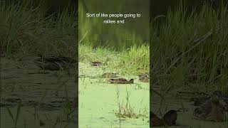 Ducks072824a #parasites #wildlife #theeaglesarehere