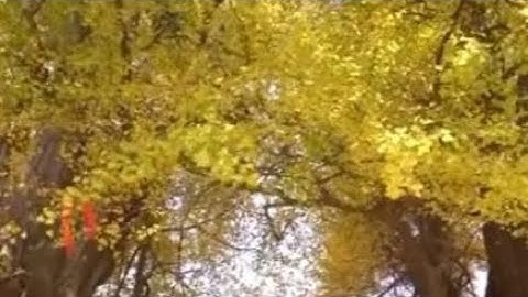 Thousand-year-old ginkgo trees welcome best viewing period