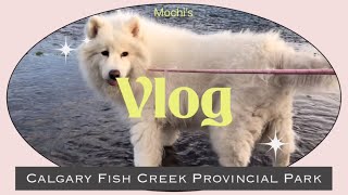 [사모예드 브이로그] Samoyed Vlog 캘거리 일상, 퇴근후 산책 피쉬크릭 Calgary Fish Creek Provincial park