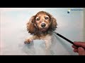 Watercolor Painting a Cute Puppy | 강아지 그리기, 강아지 수채화