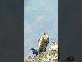 Crow and vultures