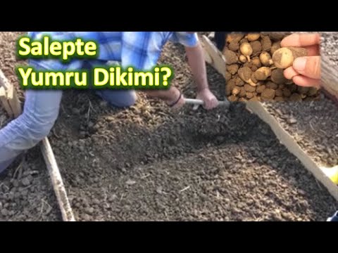 Video: Yumru Fidanları: Nasıl Alınır?