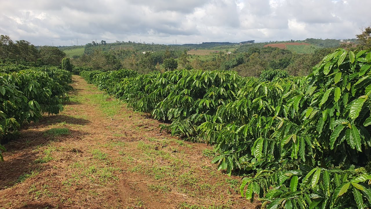 Kiểm tra vườn cà phê sau khi bón pha 6 ngày