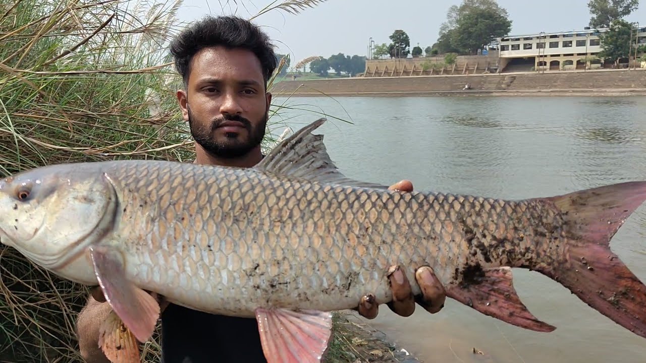 Catching fastest Rohu fish in river on red bait || लाल चारे पर नदी में ...