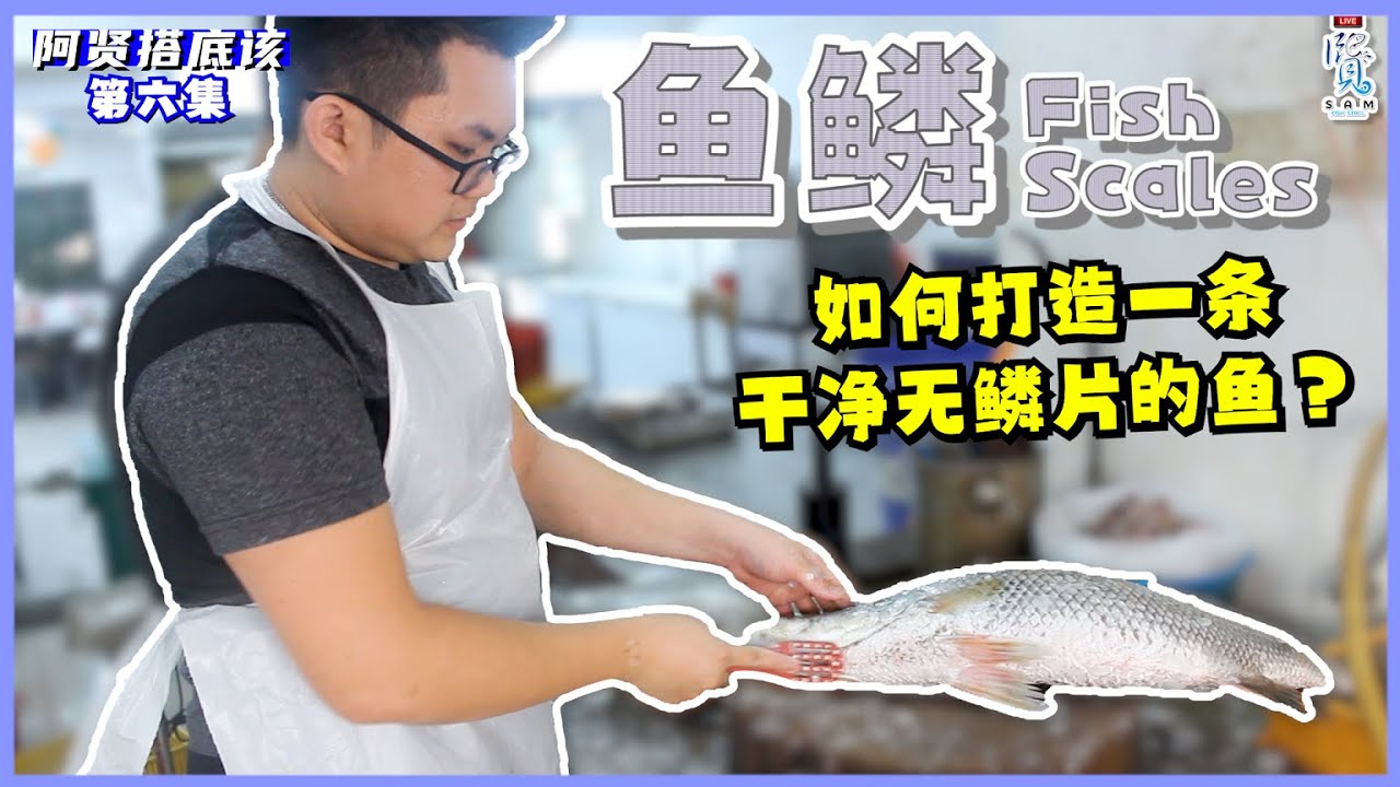 阿贤搭底该ep6 如何打造一条干净无鳞片的鱼 Youtube 阿贤搭底该ep6 如何打造一条干净无鳞片的鱼 Youtube