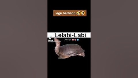 Thumbnail of lagu labi labi dan babi