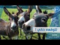 هل فعلا الحمار هو أذكى حيوان ماهو سبب ذكاءه فعلا هل فعلا الحمار هو أذكى حيوان ماهو سبب ذكاءه فعلا