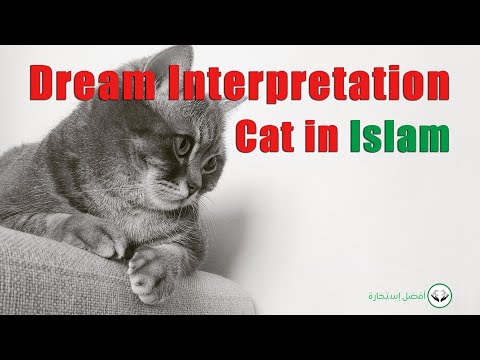 Dream interpretation cat following me