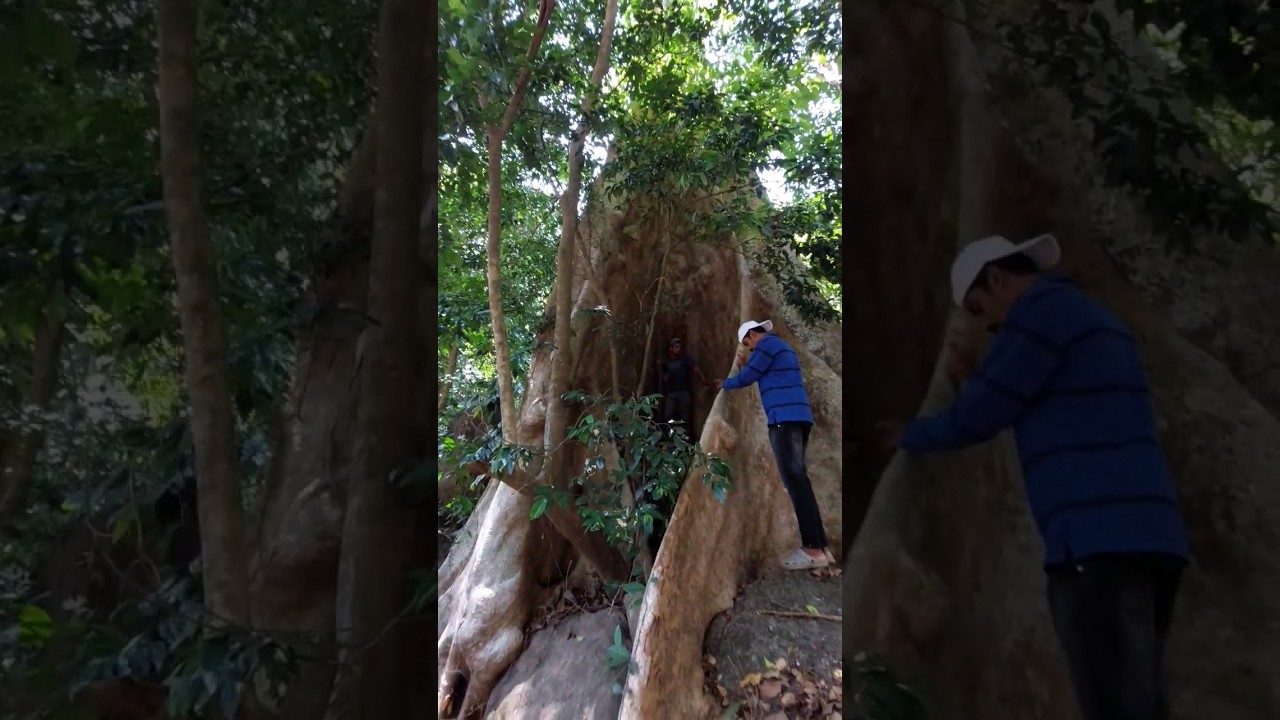 youtubeshorts largest trees treehouse savetheworld youtubeshorts-largest-trees-treehouse-savetheworld