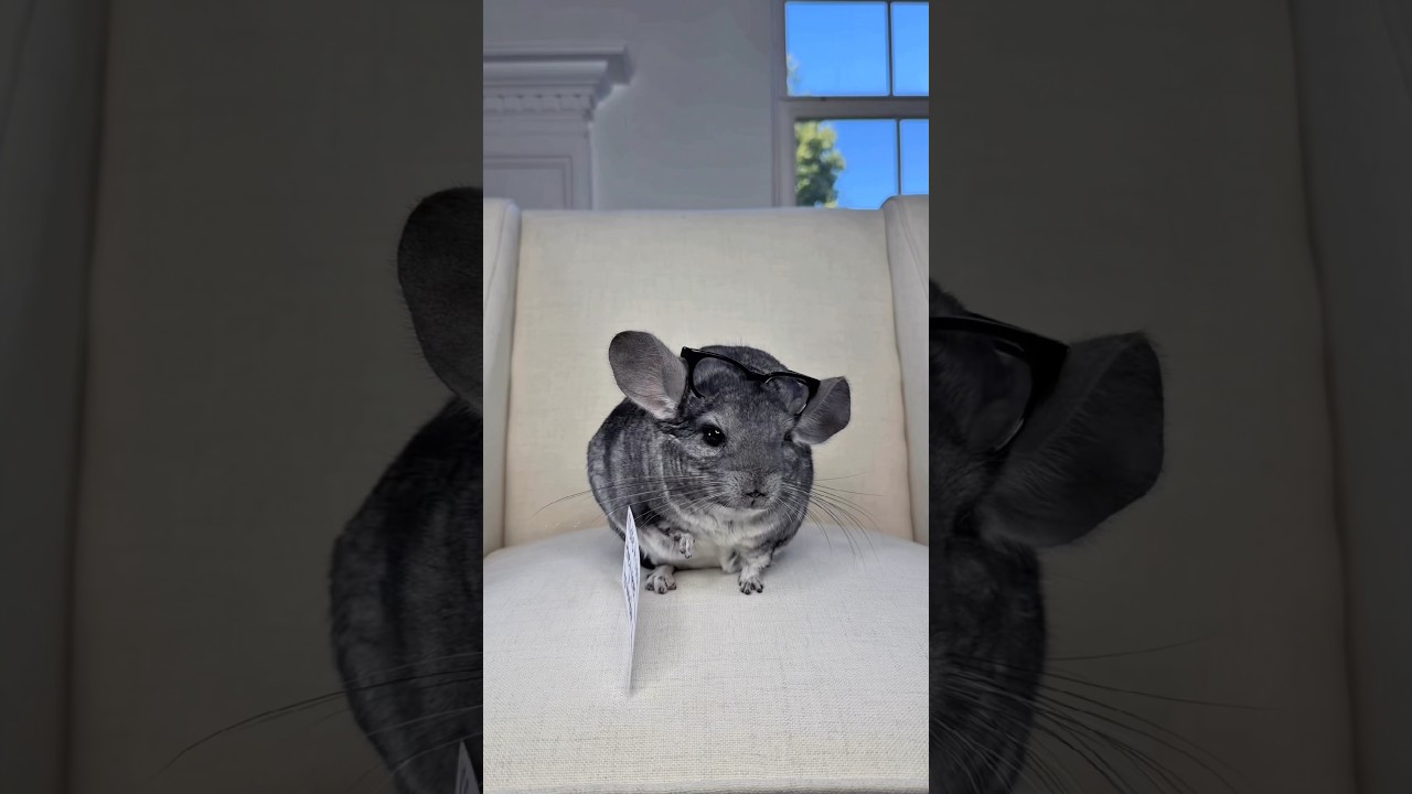 You never know how much someone needs to hear it 🥹🐭  #mentalhealth #chinchilla #shorts #friends