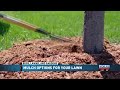 Bugs Lawns Gardens Mulching Bugs Lawns Gardens Mulching