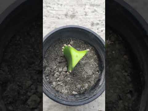 Video: 3 måder at dyrke agurker i potter