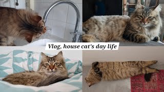 This is my day as a house cat 🐈