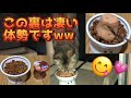 とんでもない体勢でチュールタワーを食べる猫www