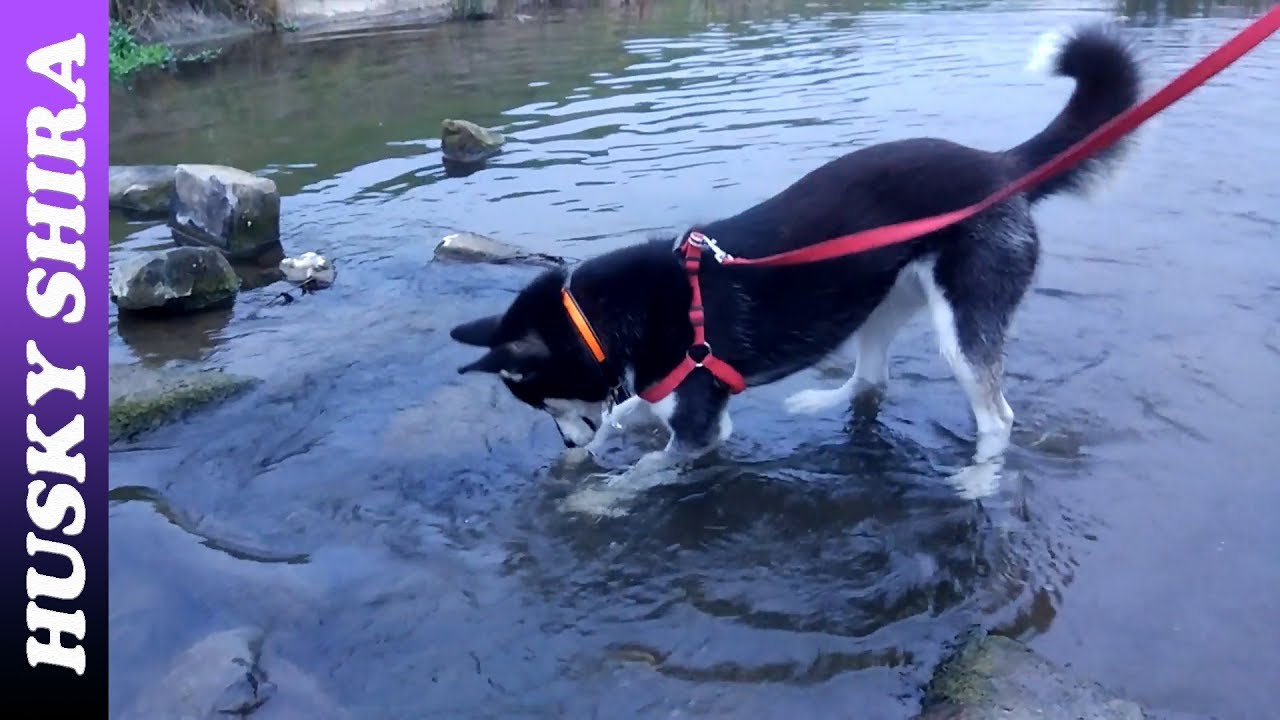 Husky Splashing In The Water YouTube