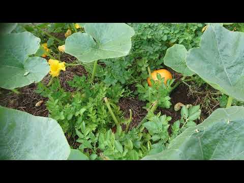Video: Pestovanie Cibule Zo Semien