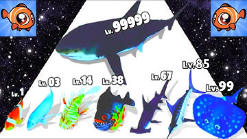 Fish Rush - Level Up Shark Max Level Gameplay, New Gameplay (Fish Evolution Run)