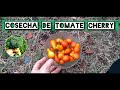 TOMATES CHERRY MUY PRODUCTIVOS !!!!