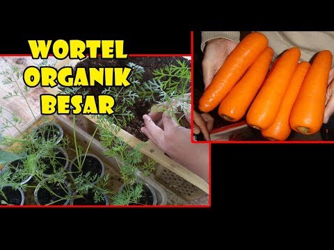Video: Menanam Wortel Sehat - Tanah Terbaik Untuk Wortel Di Kebun