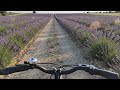Is this the most beautiful cycle ride POV Lavender Fields #shorts #viral #trending #viralshorts