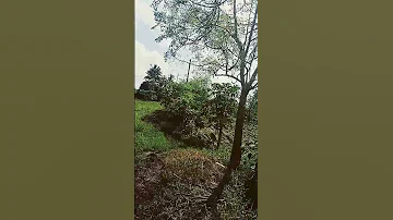 Dharma Devata Odia Film Romantic Song Ilu Ilu Ilala Siddhant Mohapatra Mama Mishra Plz 