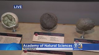 Academy Of Natural Sciences New Exhibit 'Tiny Titans' Opens Saturday