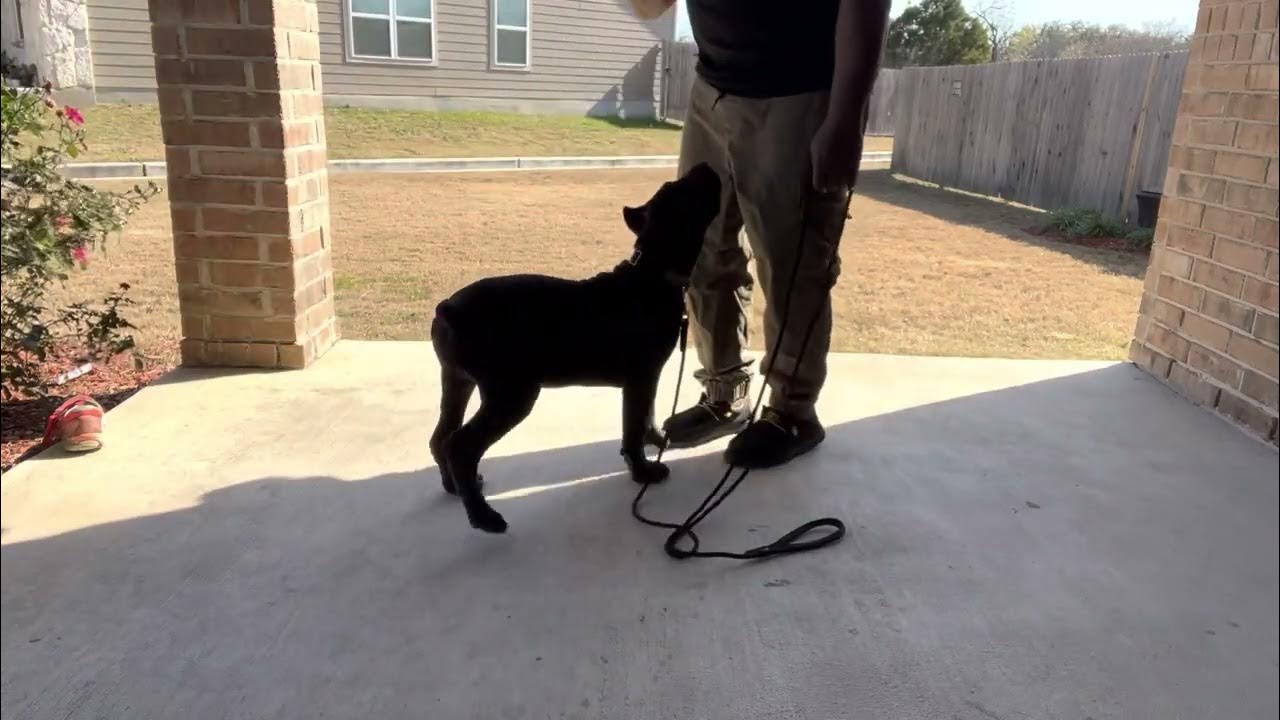 Daily Vlog Cane Corso Puppy Training YouTube