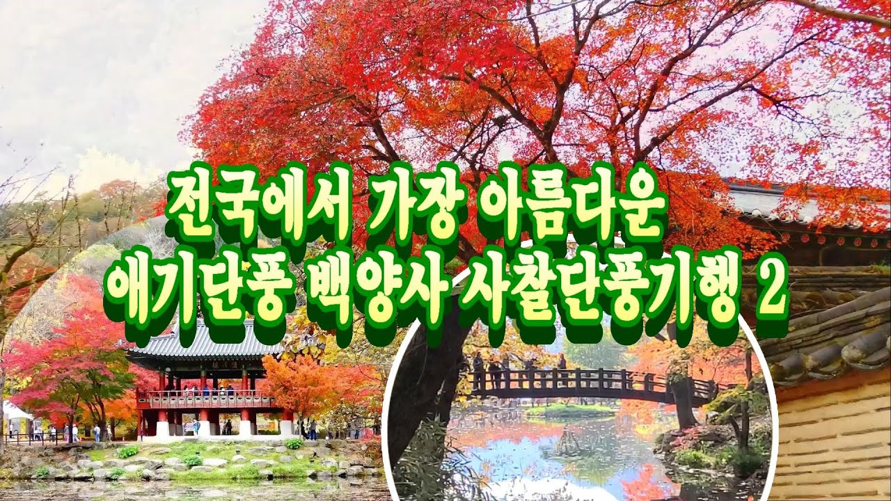 내장산 백양사 애기단풍의 하일라이트 장성의 백양사 사찰 주변의 환상의 단풍기행 (마지막편] - YouTube