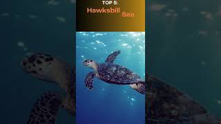 Top 10 Critically Endangered Animals