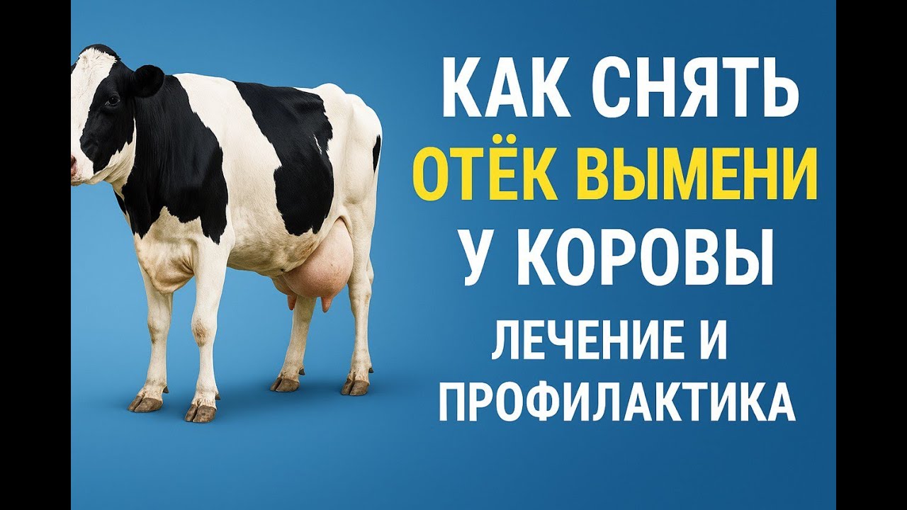 Как снять отек вымени у коровы. Лечение и профилактика отека вымени.
