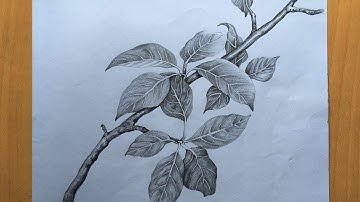 Leaves drawing in pencil | pencil sketch | Foliage drawing step by step