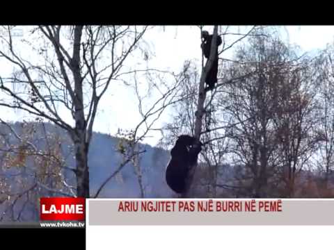 Video: A rrinë arinjtë në pemë?