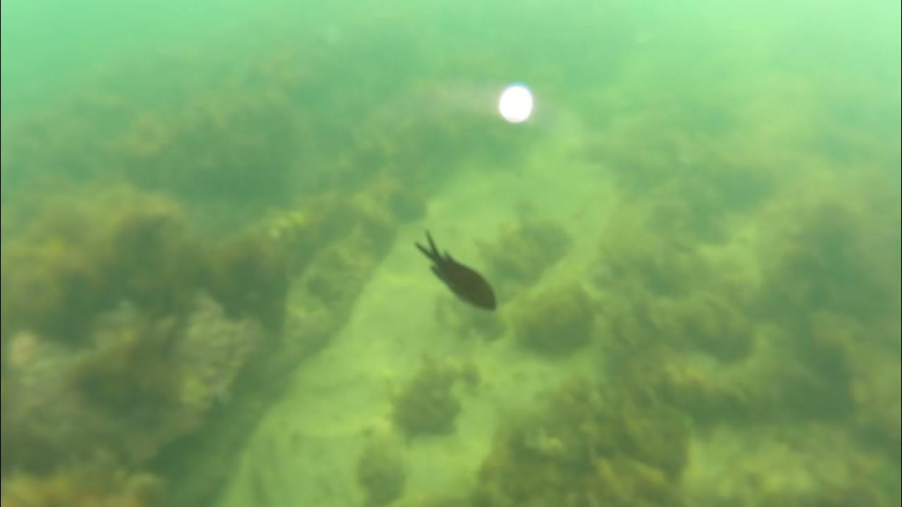 Медузы в черном море в анапе Медузы в черном море в анапе