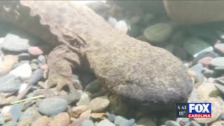 ‘Ancient and magnificent’: Group files federal lawsuit to protect hellbender salamanders
