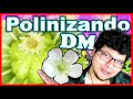 🌼Como polinizar la Dionaea Muscipula con Exito.🌼🐝