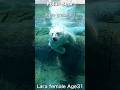 優雅に泳ぐホッキョクグマ「ララ」のラッコ復活 #polarbear #shorts #ホッキョクグマ