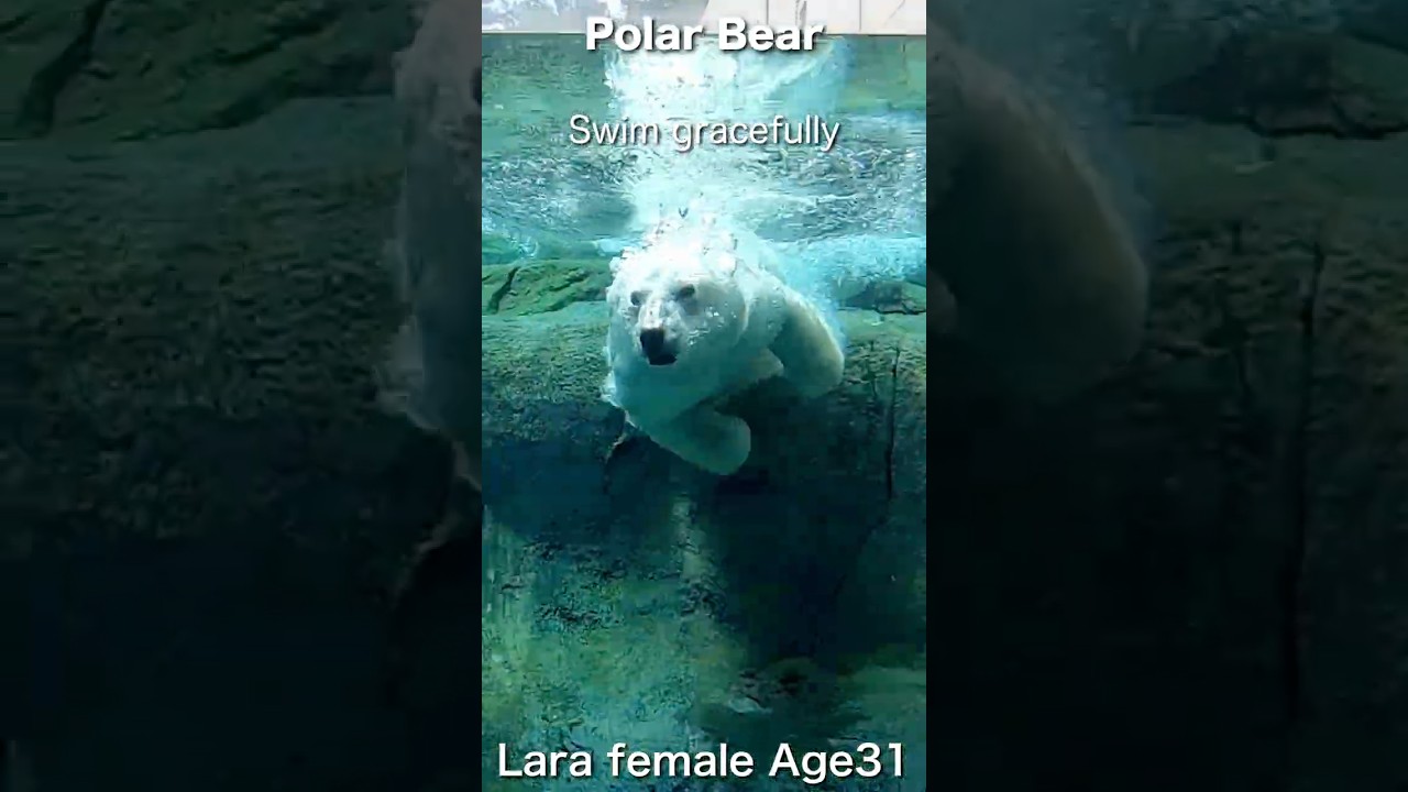 優雅に泳ぐホッキョクグマ「ララ」のラッコ復活 #polarbear #shorts #ホッキョクグマ