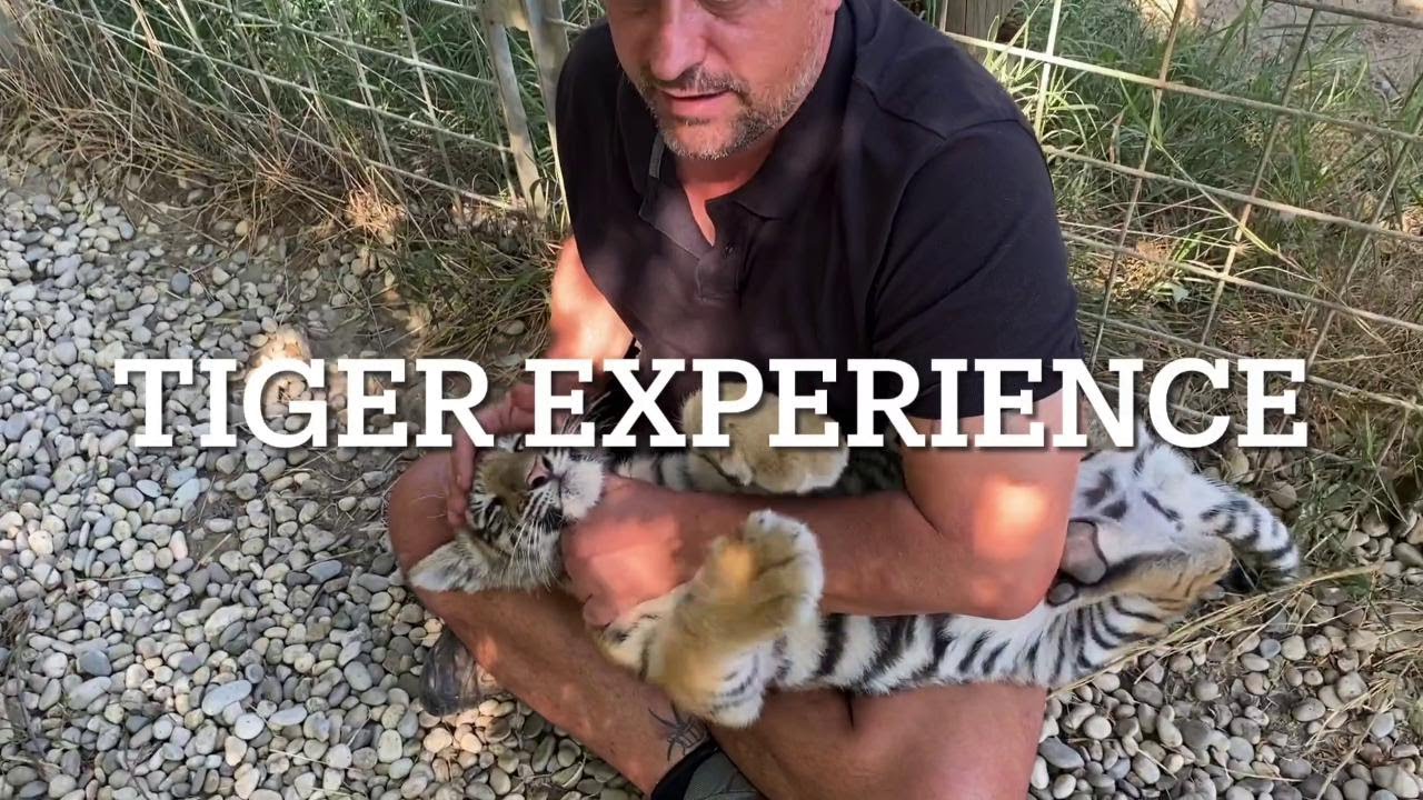 campolongo-maggiore-il-tiger-experience-di-due-addestratori-youtube