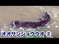 【岐阜県郡上市八幡町・吉田川】オオサンショウウオ:2