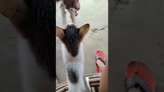 When Poggi Is Hungry