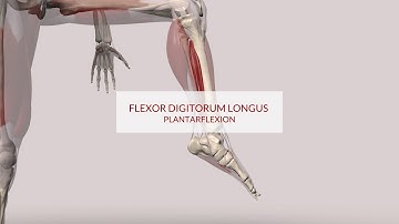 Flexor Digitorum Longus Function: Plantarflexion (3d Animation)