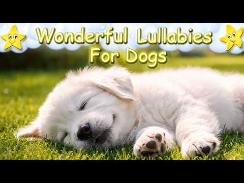Super Relaxing Music For Golden Retrievers ♫ Calm Your Dog And Puppy Within 5 Minutes